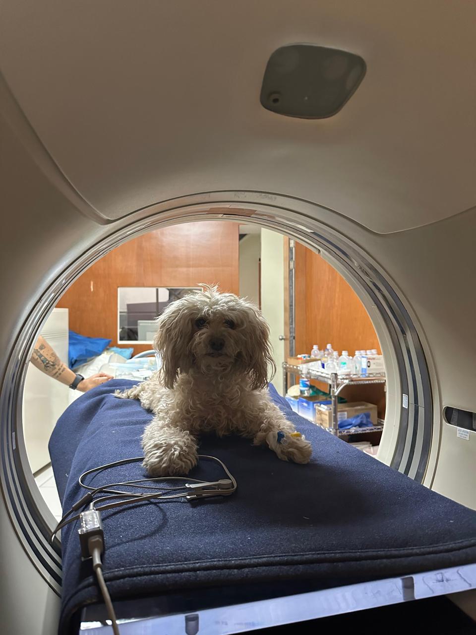 Las perritas y gatitas también sufren cáncer de mama